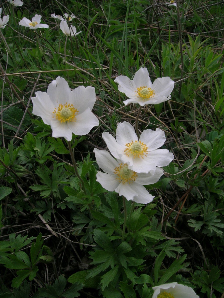 Ветреница нарциссоцветковая