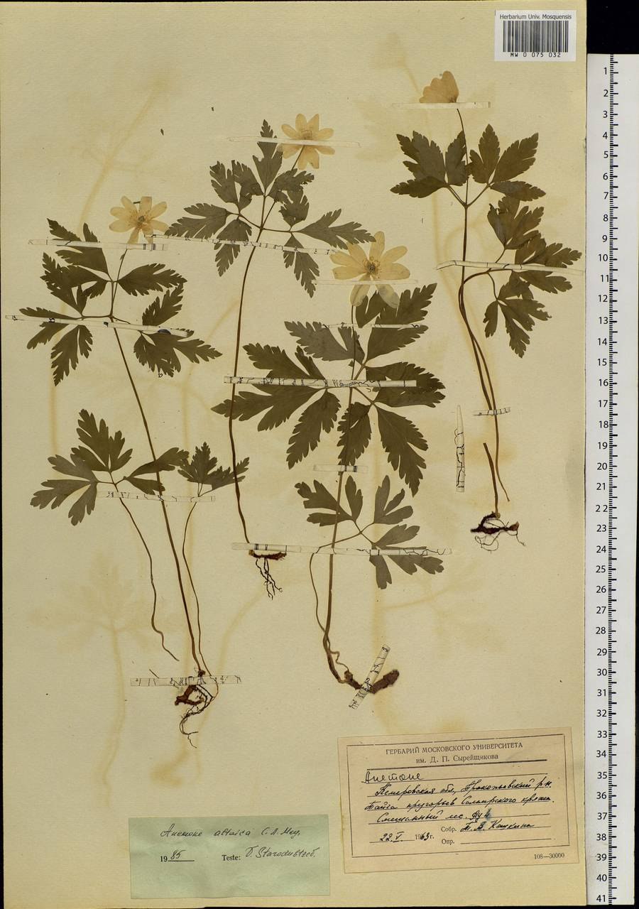 Ветреница нарциссоцветковая