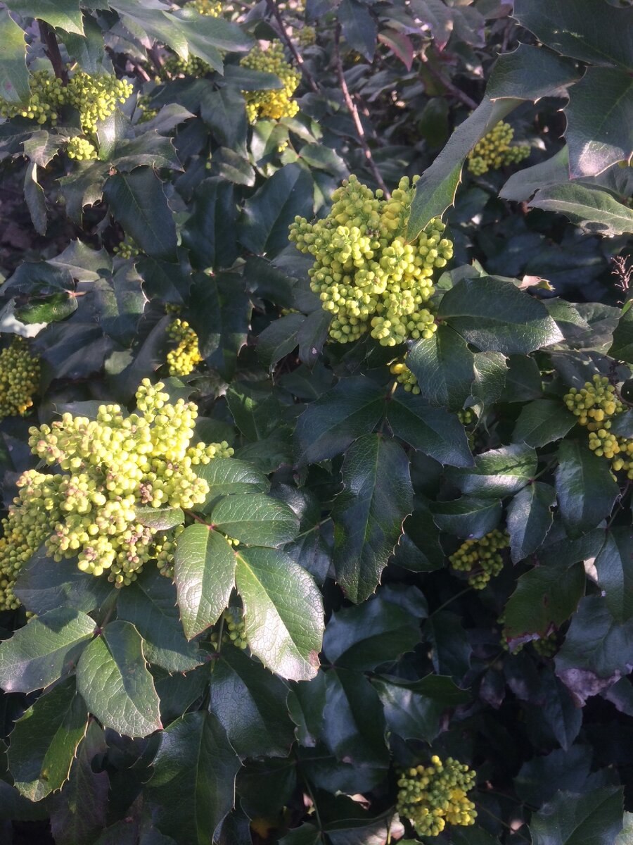 Тополь падуболистный