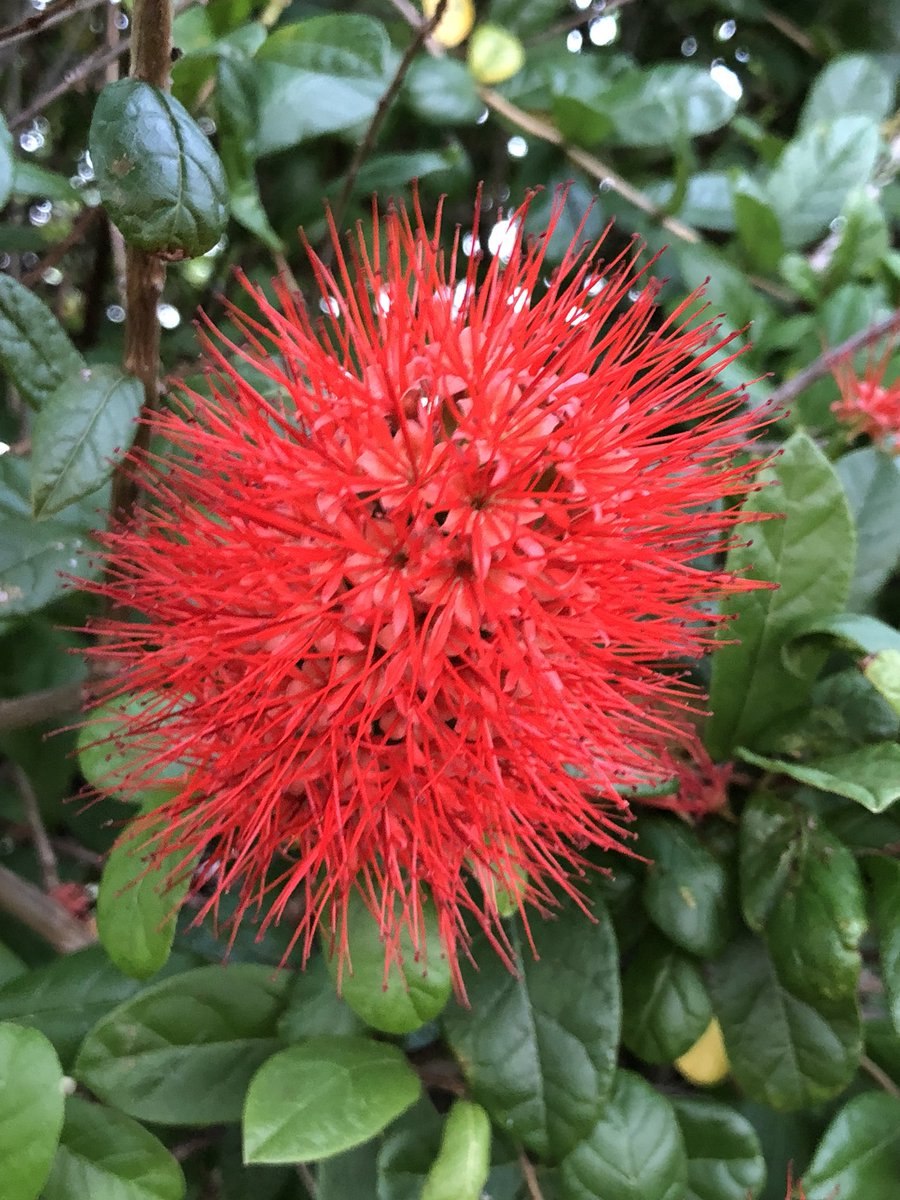 Комбретум бархатнолистный