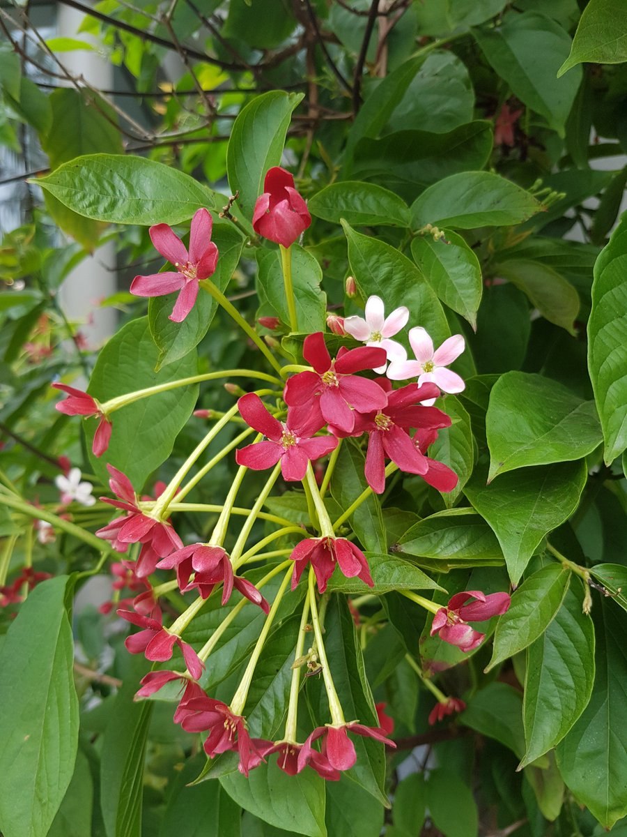 Индийский цветок Квисквалис