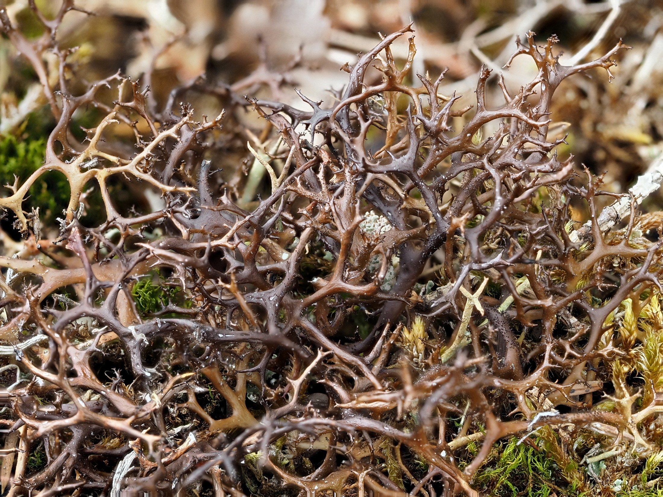 Исландский мох обладает. Исландский мох (цетрария). Цетрария Степная Cetraria steppae. Cetraria aculeata. Цетрария Исландская, исландский мох.