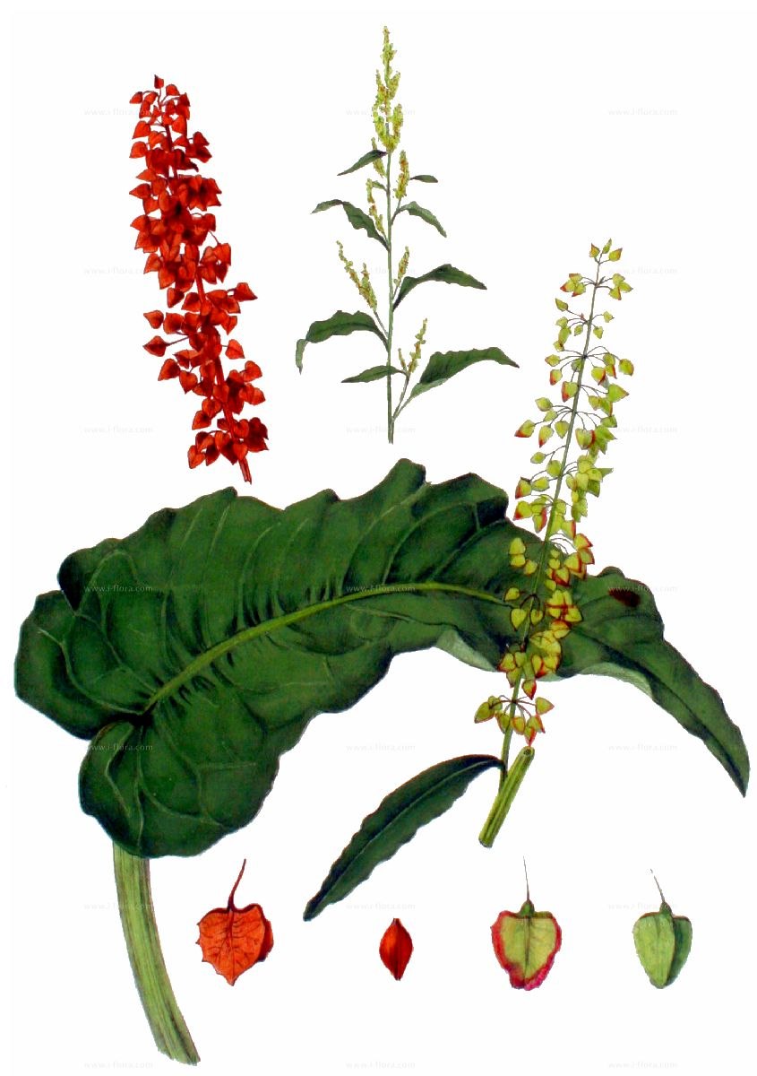Rumex aquaticus