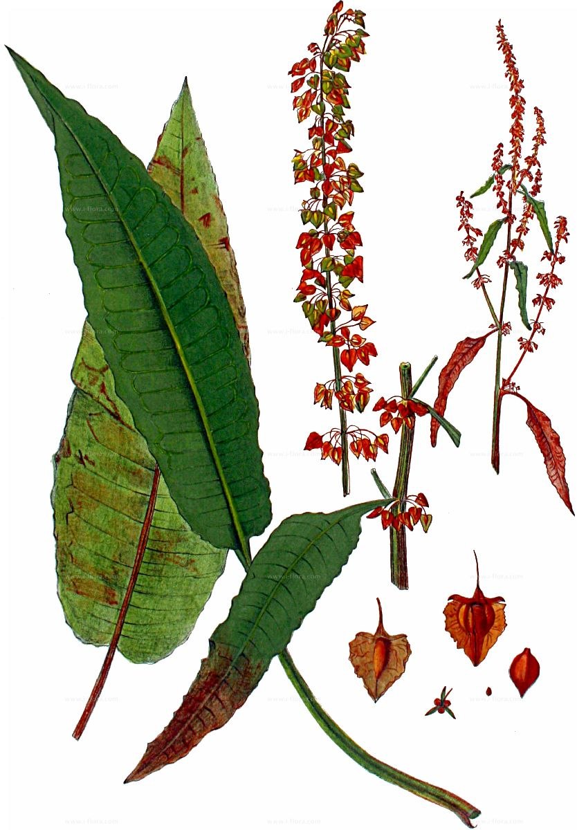 Щавель длиннолистный