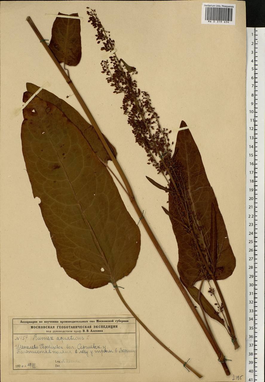 Щавель пёстрый Rumex sanguinea