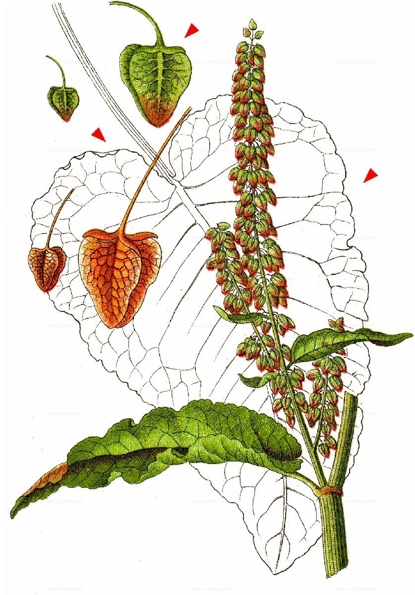 Щавель водный