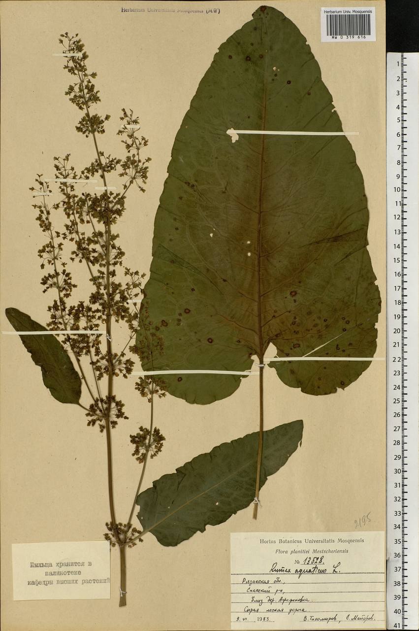 Щавель Эстетика