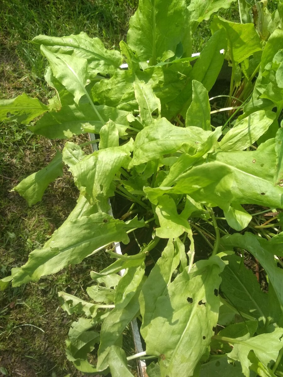 Rumex obtusifolius щавель туполистный