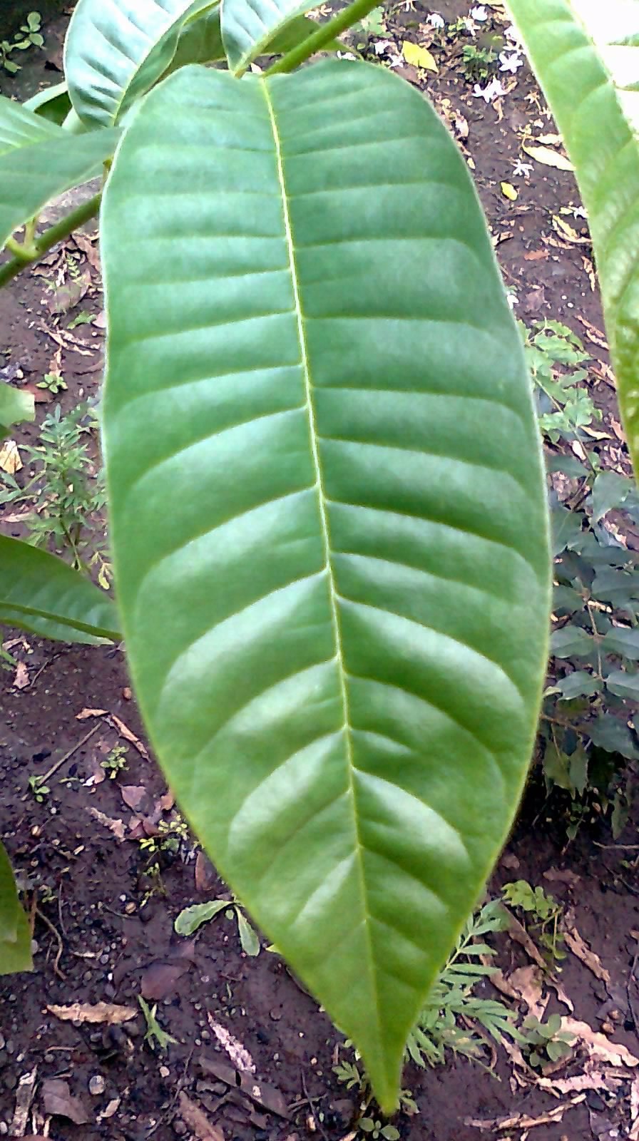 Аннона разнолистная