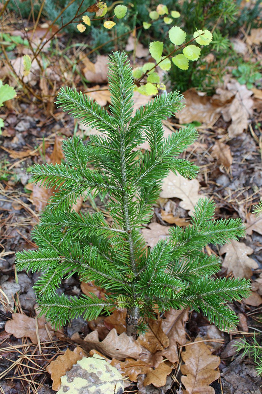 Abies cephalonica 'Meyer's Dwarf'