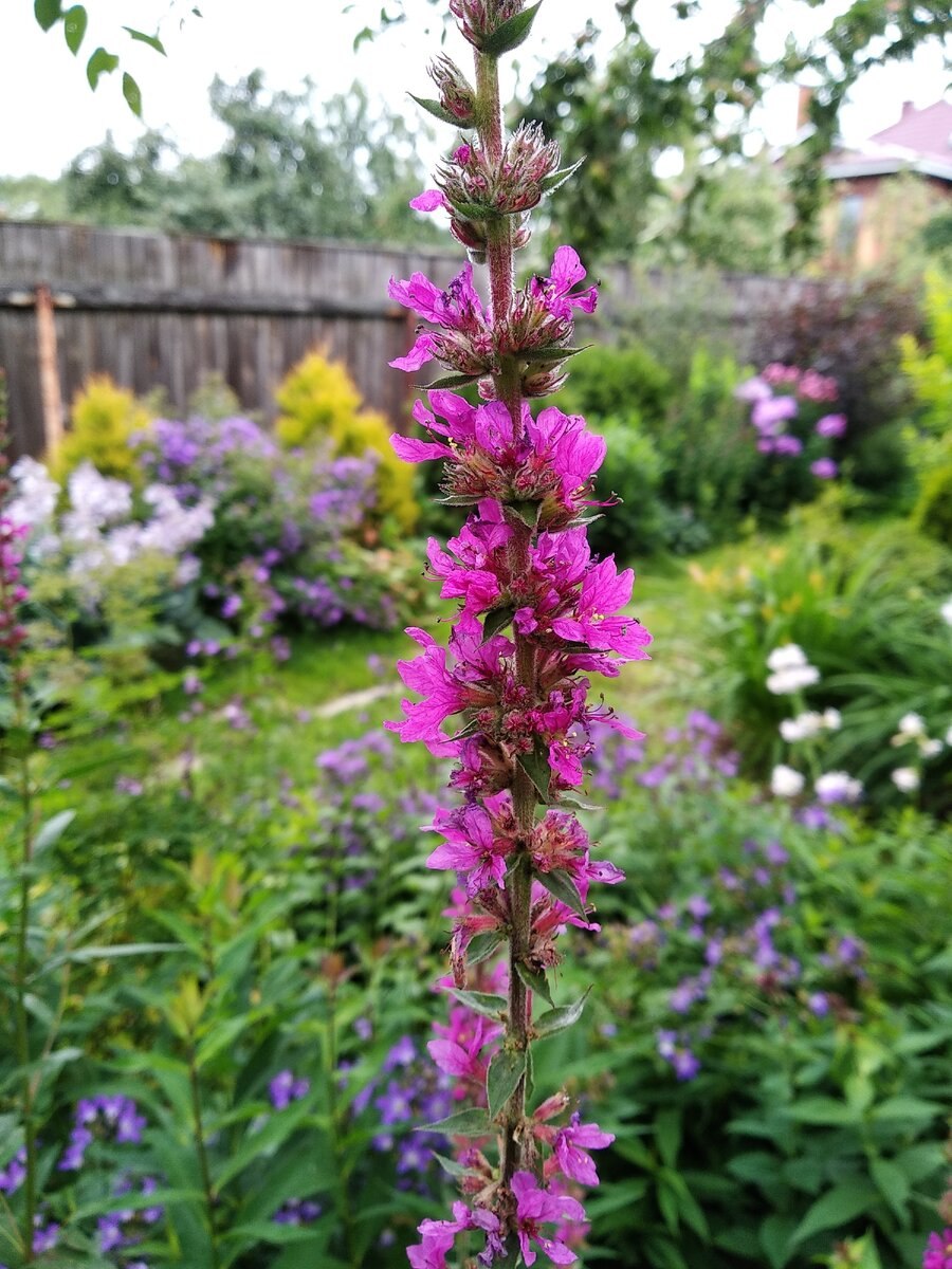 Дербенник Зигунерблют