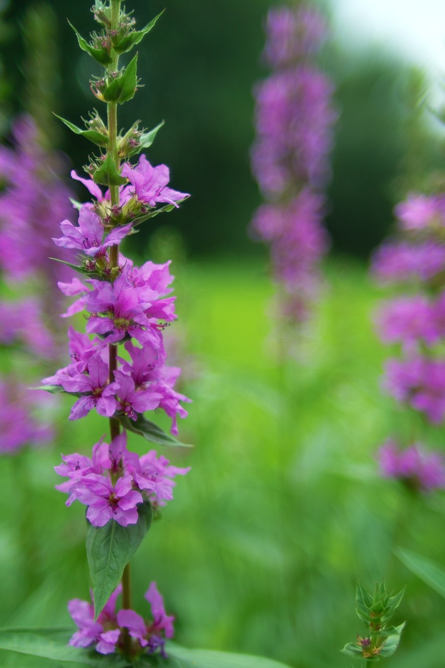 Дербенник трёхприцветниковый