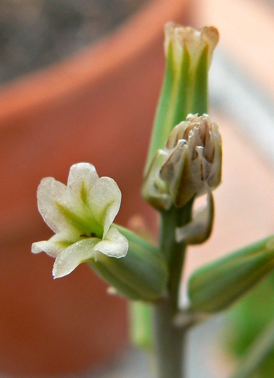 Хавортия Пентагона