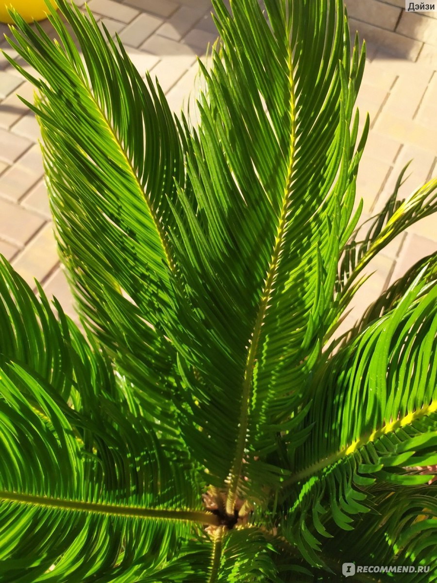 Саговник михолица