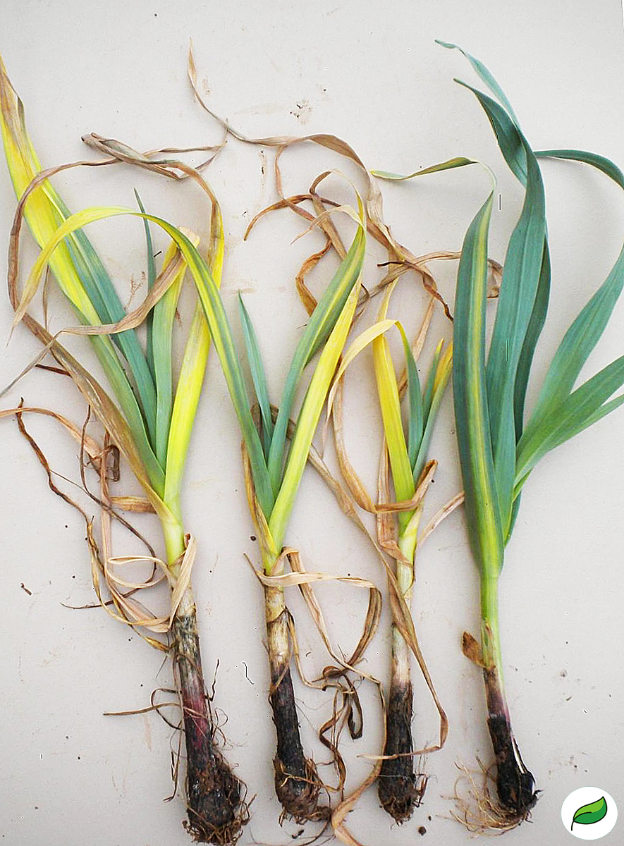 Желтеет перо лука лук дуэт описание сорта