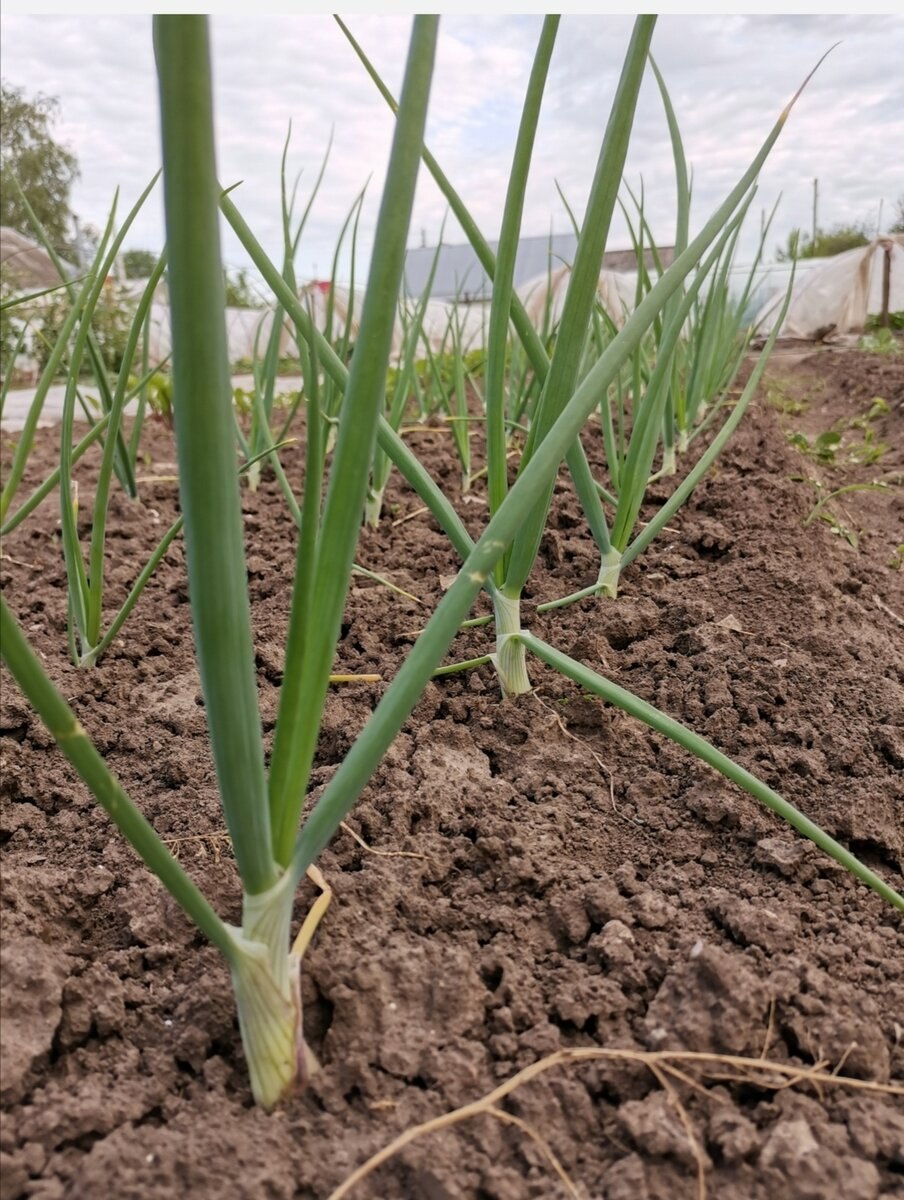 Лук желтеющий