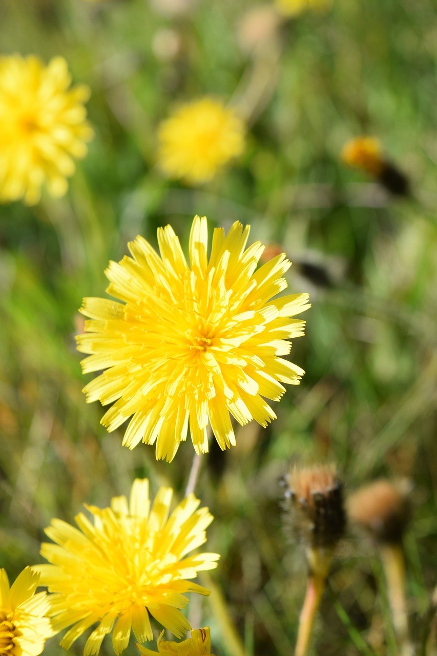 Ястребинка волосистая Hieracium pilosella
