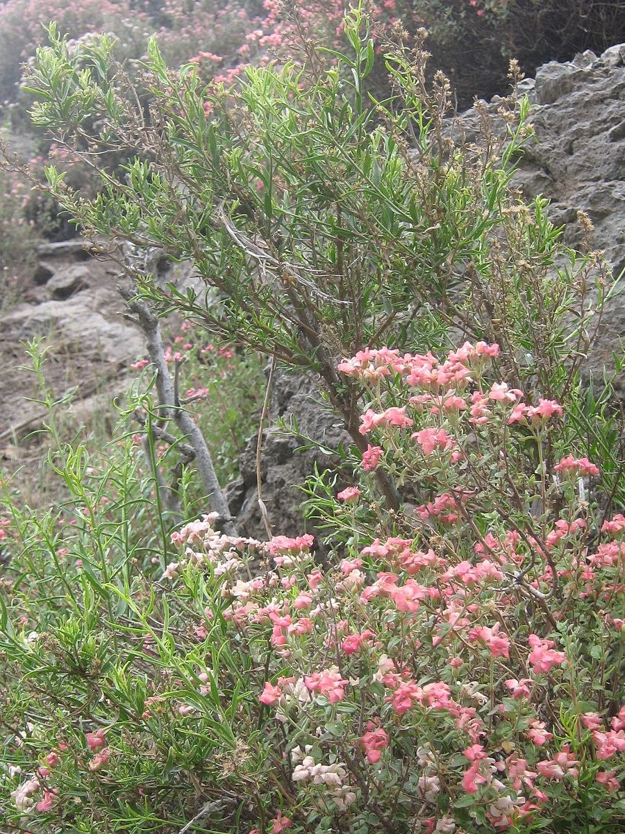 Ультрамарин в