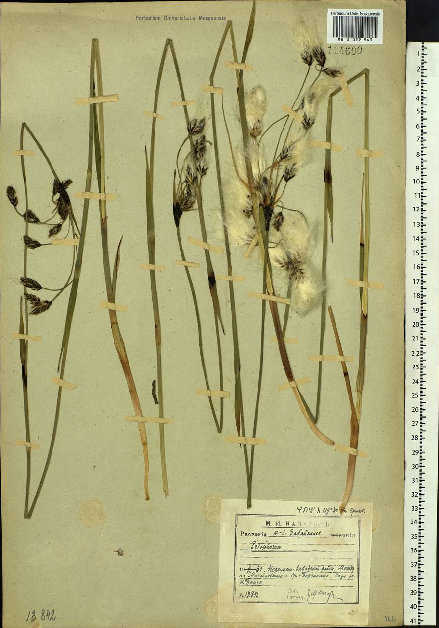 Пушица влагалищная Eriophorum vaginatum