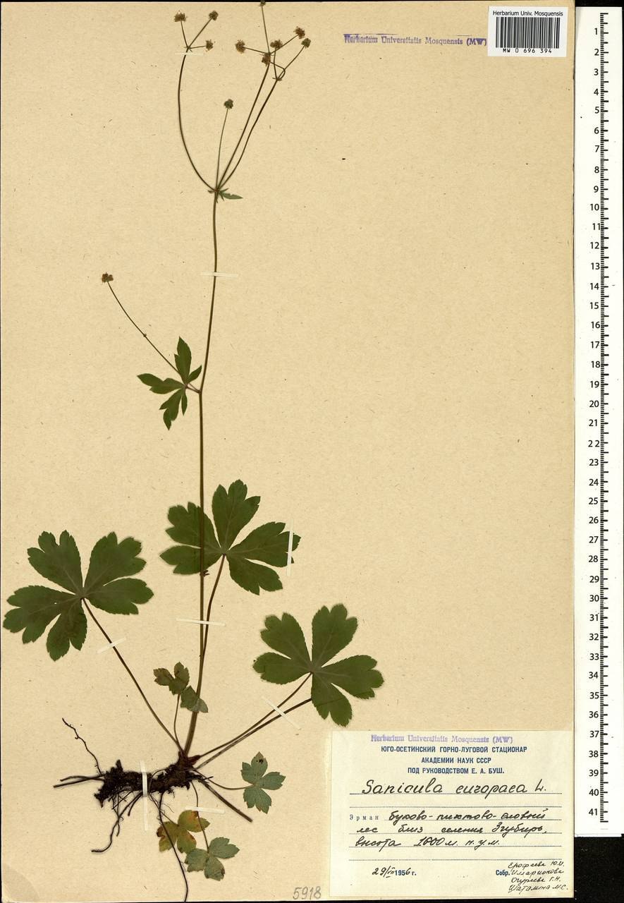 Желтые мелкие цветки Подлесник