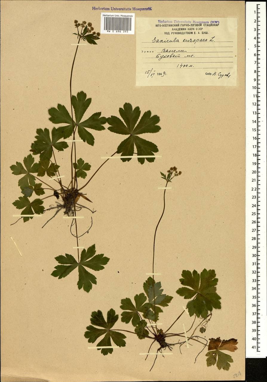 Подлесник Европейский Карпофор