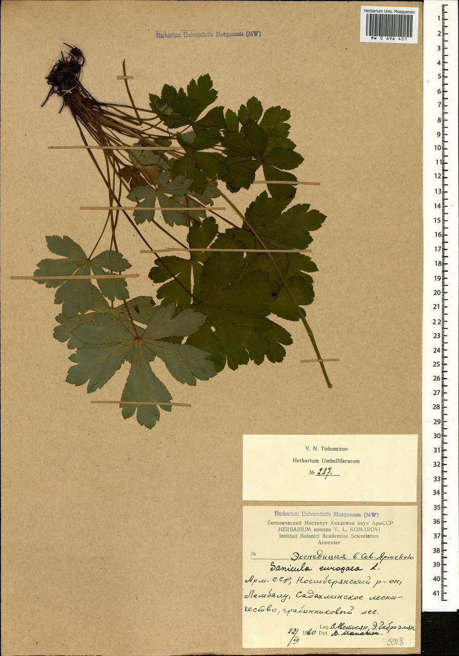 Подлесник европейский