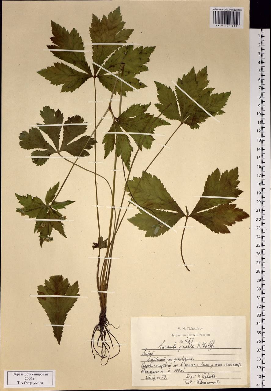 Кортуза Маттиоля