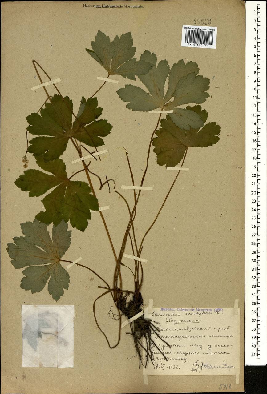 Подлесник специя