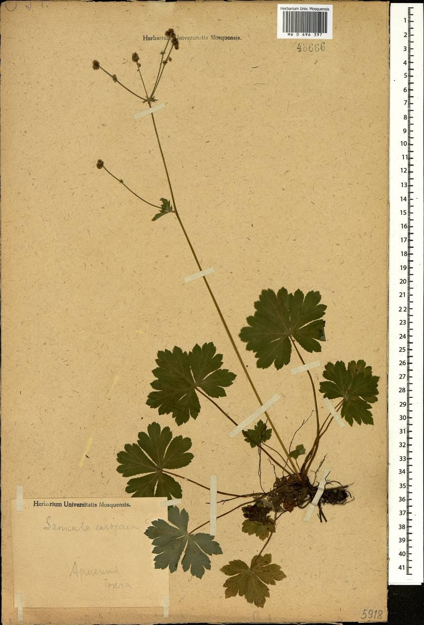 Подлесник Уральский