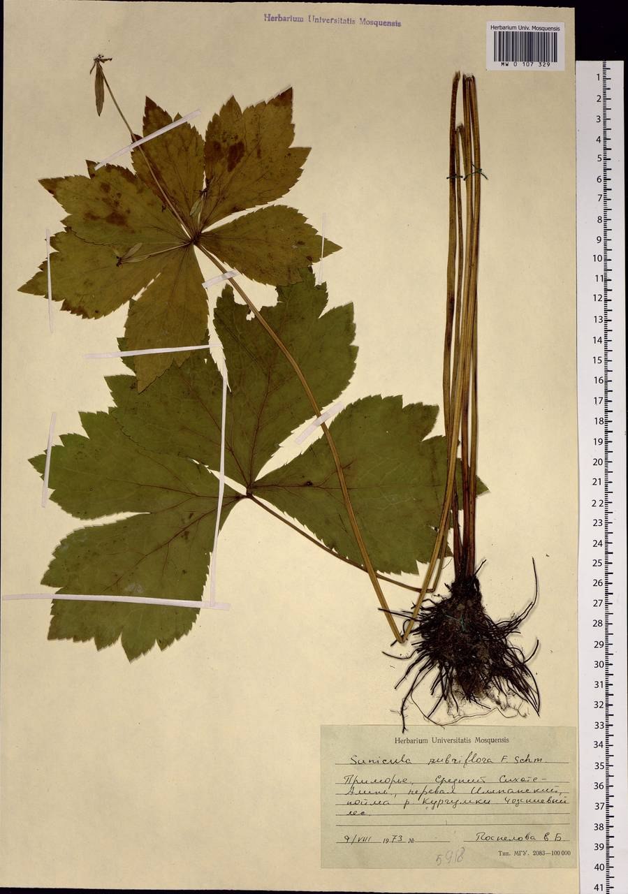 Зюзник виргинский