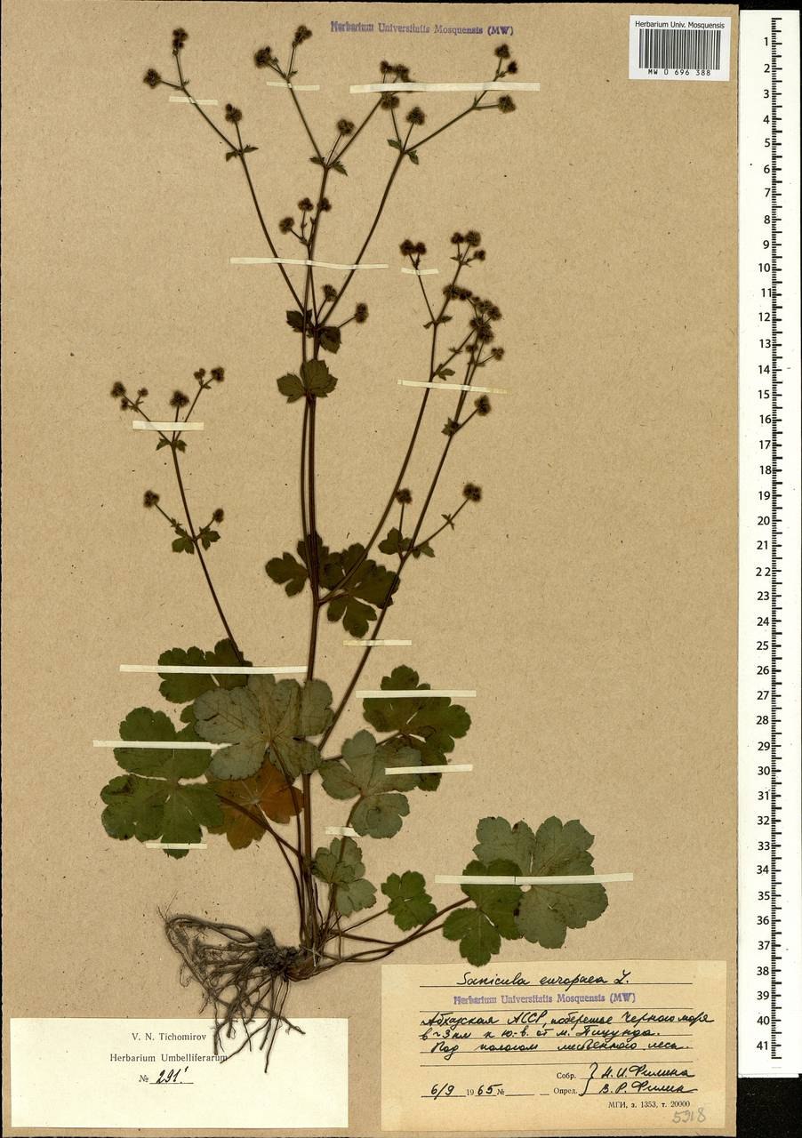 Подлесник красноцветковый