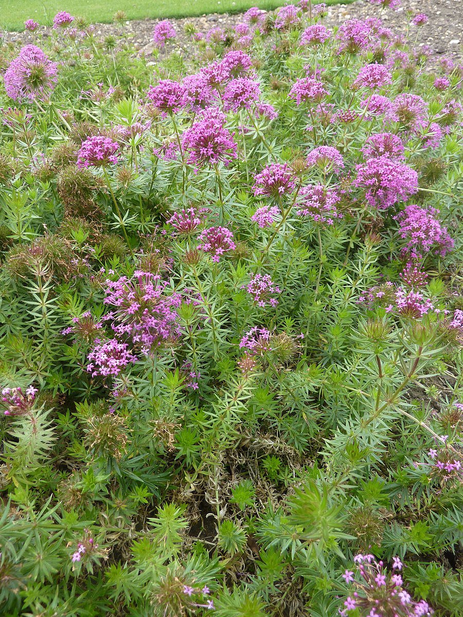 Фуопсис (pretty Pink)