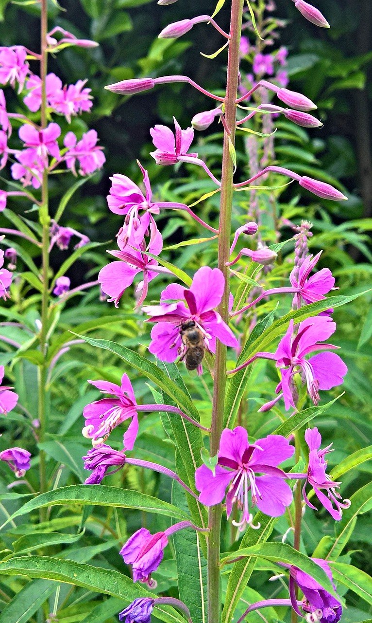 Кипрей мелкоцветковый Epilobium parviflorum