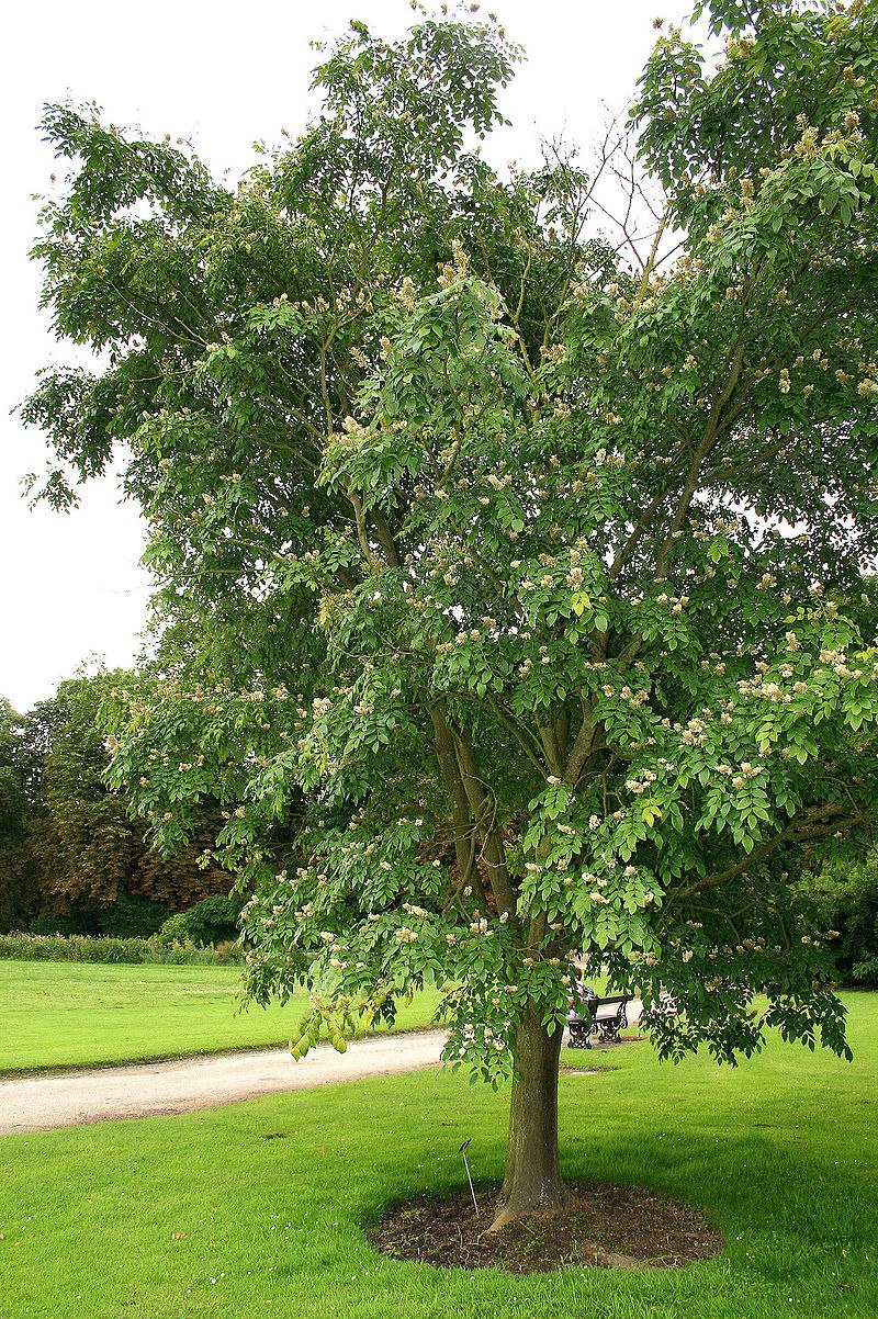 Маакия Амурская