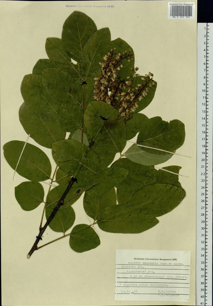 Сирень Амурская Syringa amurensis