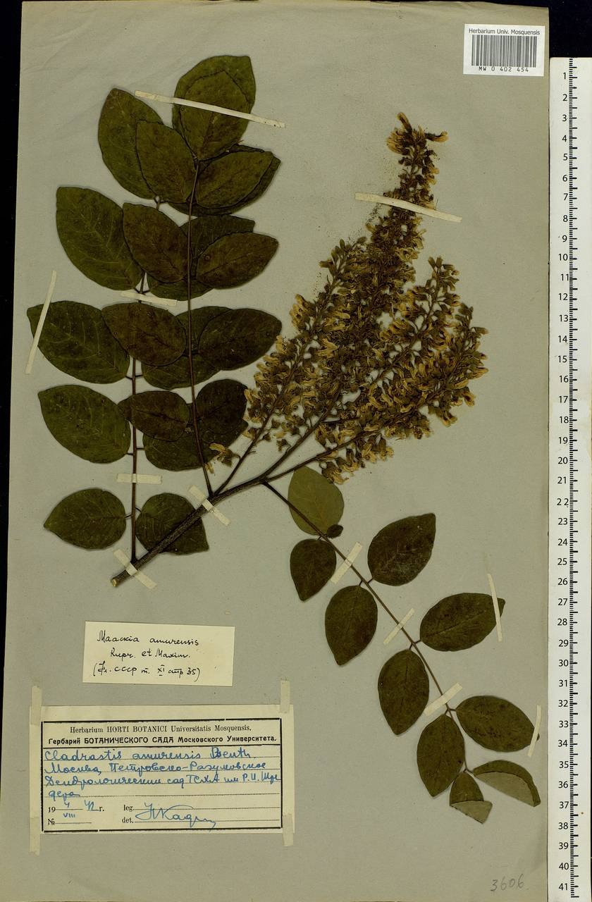 Лист маакии Амурской