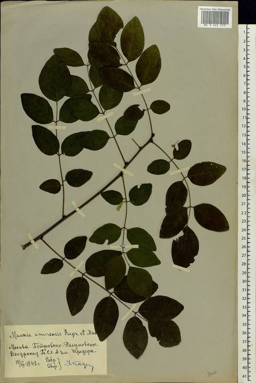 Маакия Амурская в ландшафтном дизайне