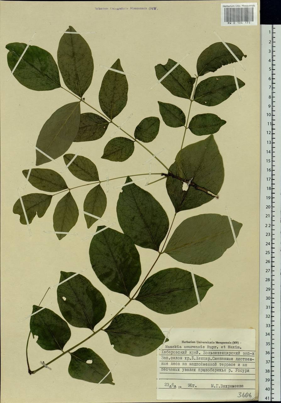 Maackia amurensis болезни и вредители