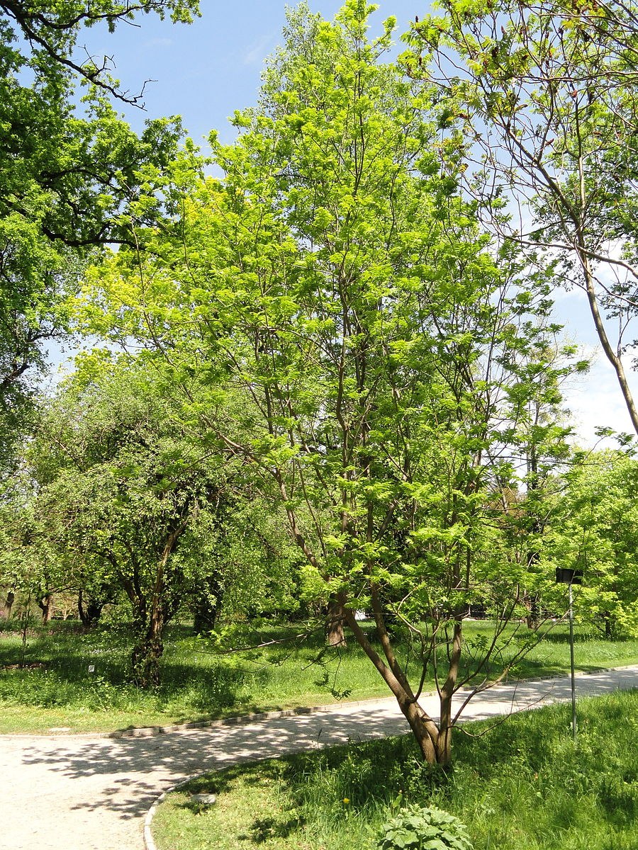 Рязанка растение