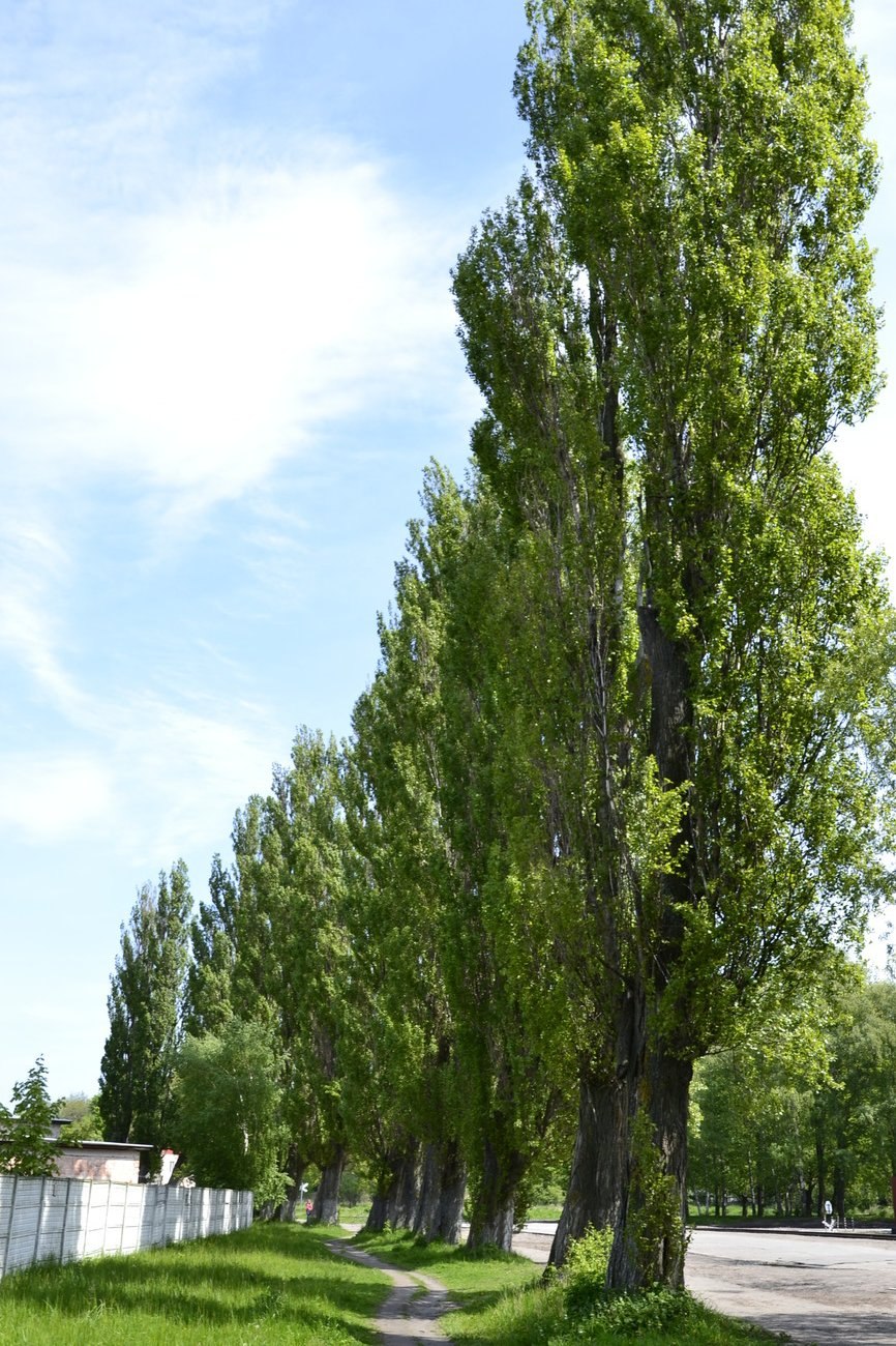 Тополь пирамидальный