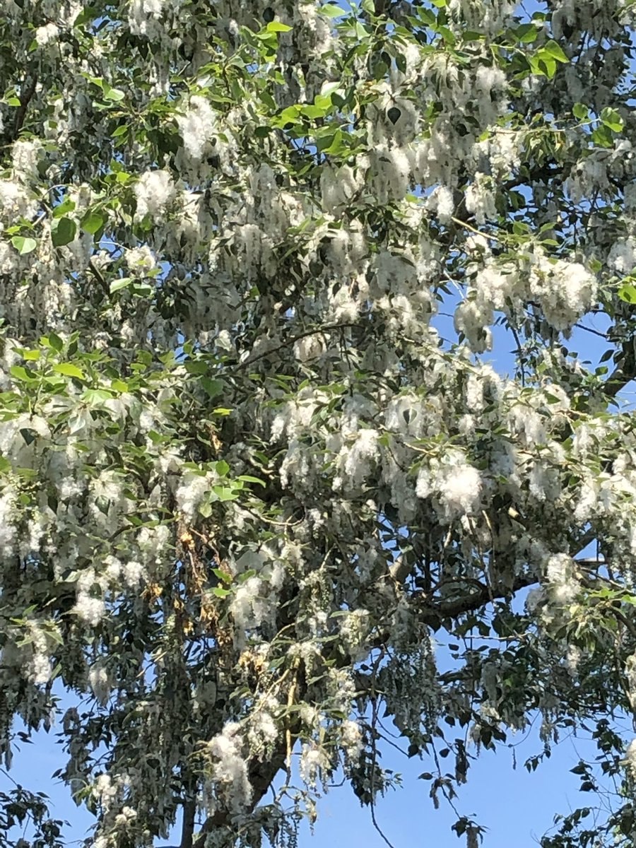 Тополь в Карелии