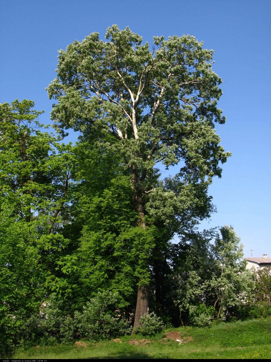 Тополиный пух дерево Тополь