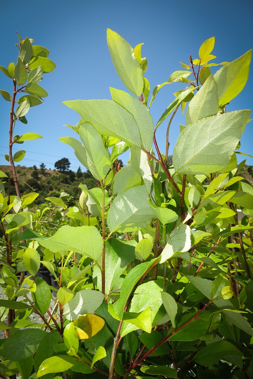 Тополь Болле