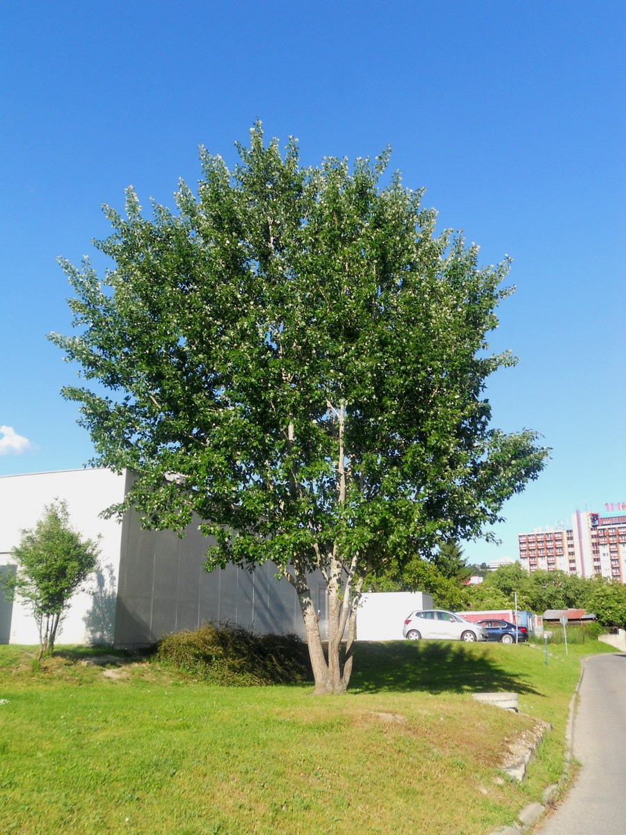 Тополь черный (Populus nigra)