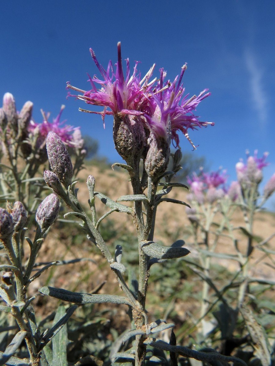 Соссюрея горькая