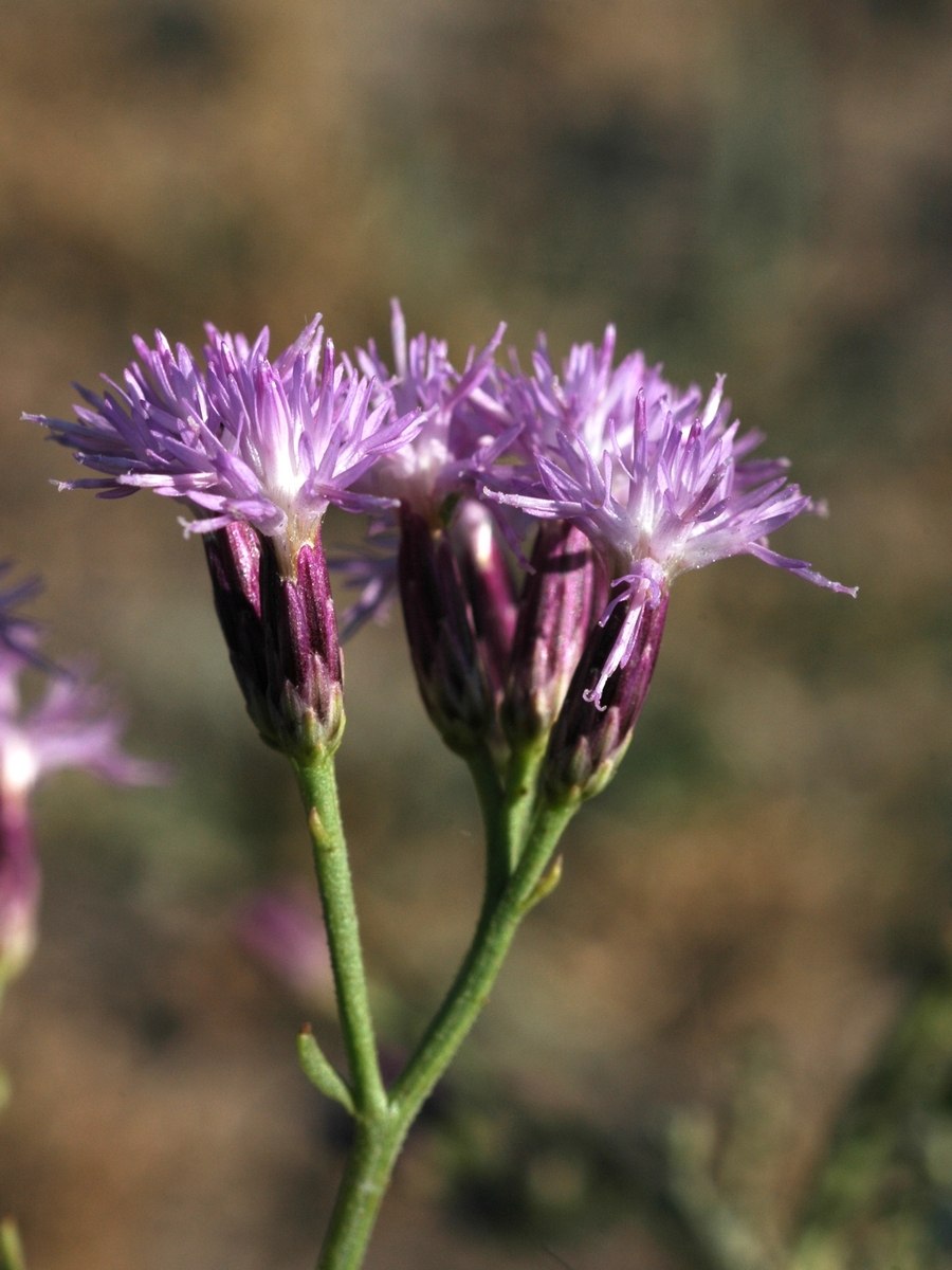 Соссюрея солончаковая