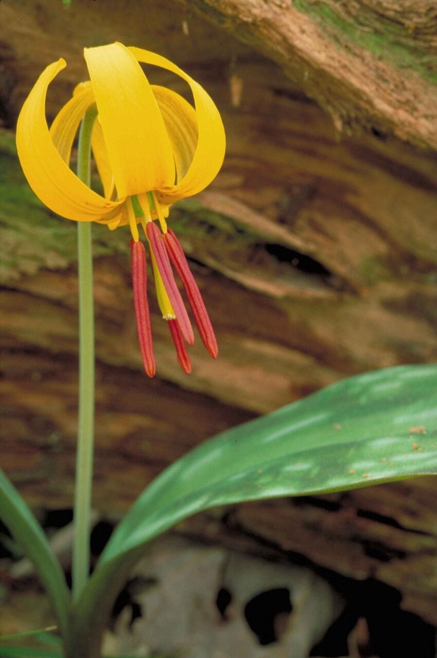 Кандык американский