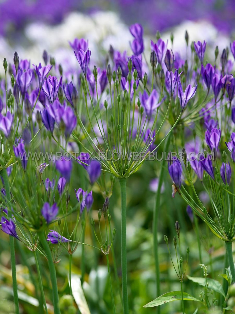 Бродиэя кон Фабиола