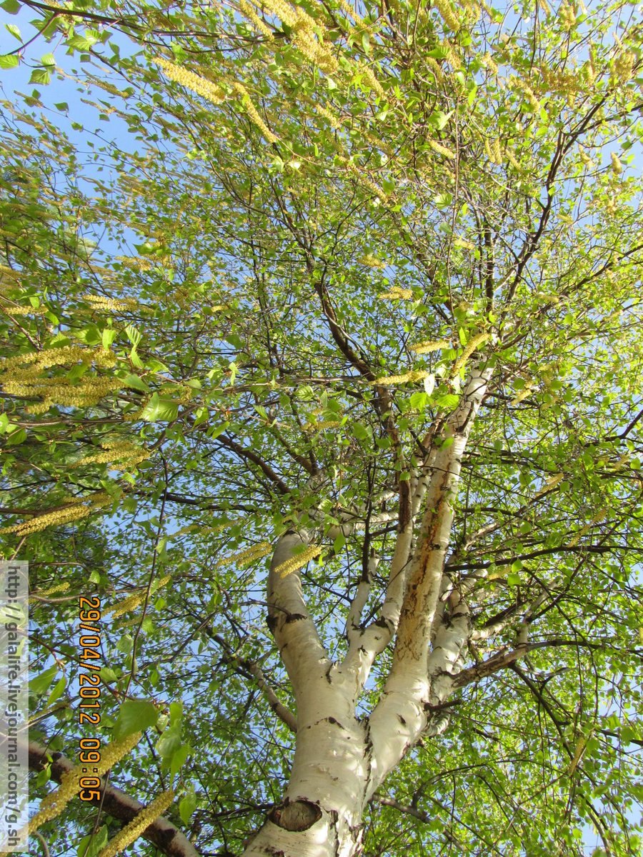 Черемуха Маака кора