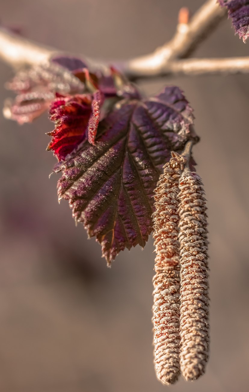 Черёмуха Маака